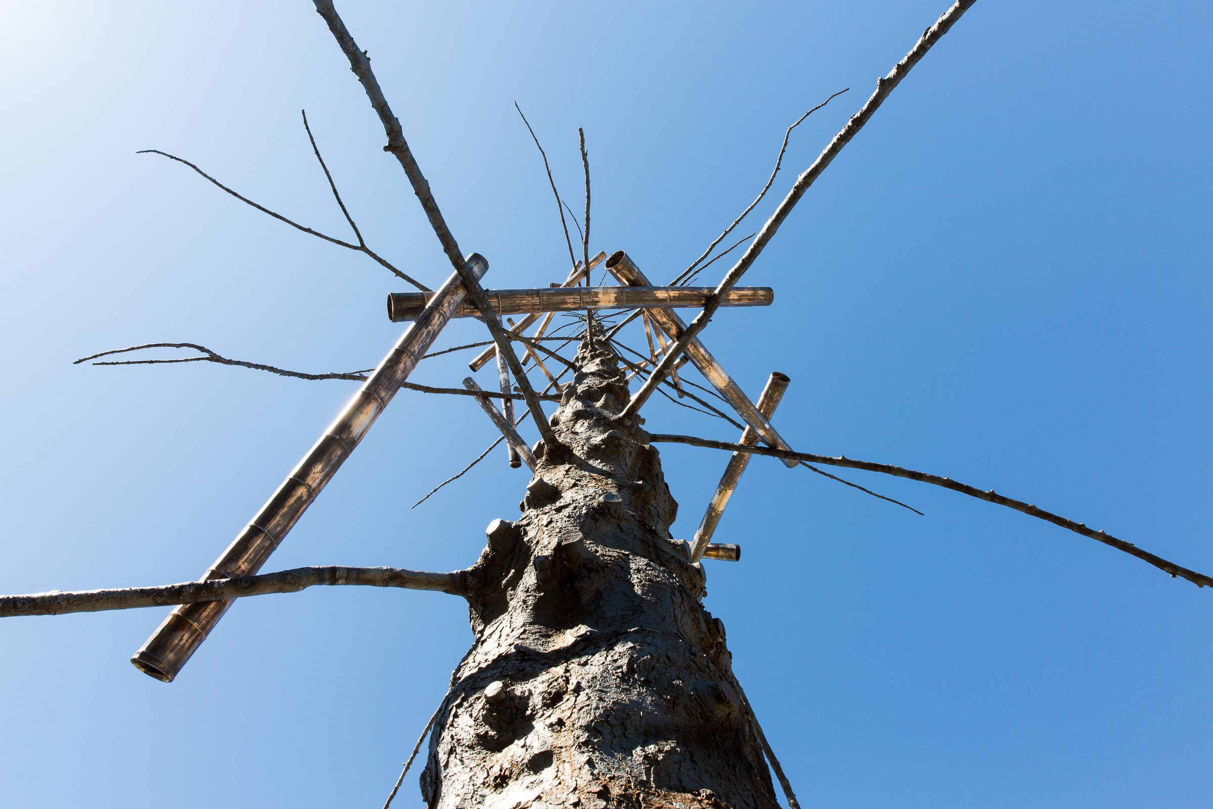 Abete (Fir Tree), 2013 (Cod. 1511) | Works | Giuseppe Penone