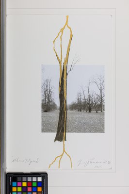 Giuseppe Penone, Albero folgorato (Thunderstruck Tree), 2025