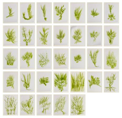 Giuseppe Penone, Trentatre Erbe (Thirty-three Herbs), 1989